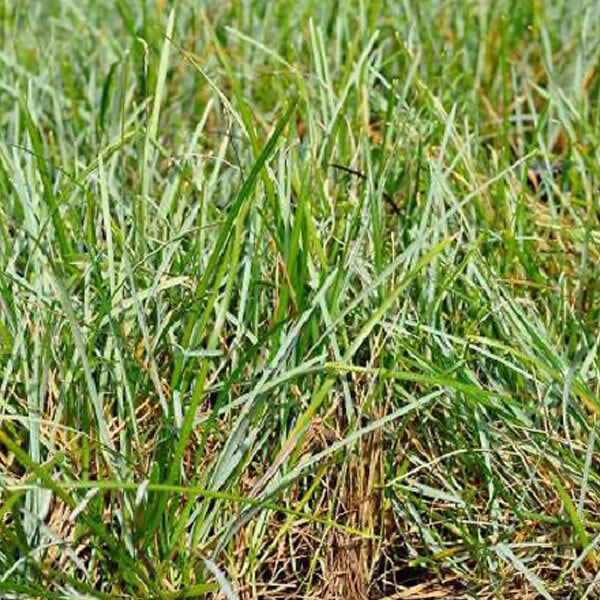 ARBORIX - 6 x Sesleria bleu - Sesleria Caerulea  - godet 9cm x 9cm - large