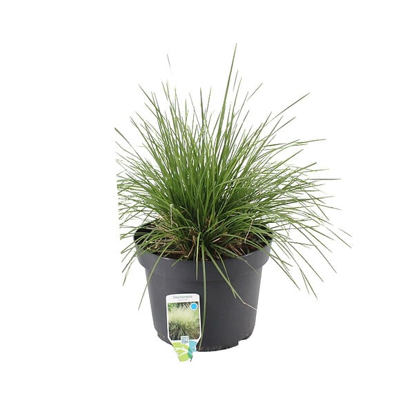 ARBORIX - 6 x Canche cespiteuse - Deschampsia cespitosa 'Bronzeschleier'  - godet 9cm x 9cm - large