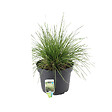 ARBORIX - 6 x Canche cespiteuse - Deschampsia cespitosa 'Bronzeschleier'  - godet 9cm x 9cm - vignette