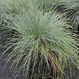 ARBORIX - 6 x Fétuque bleue - Festuca glauca  - godet 9cm x 9cm - vignette