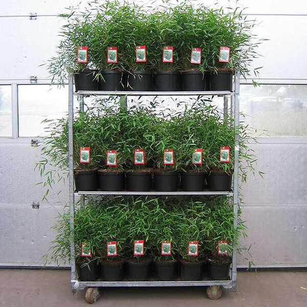 ARBORIX - Fargesia nitida 'Great Wall' - Fargesia nitida 'Great Wall'  - 60- 80 cm pot - large