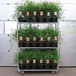 ARBORIX - Fargesia nitida 'Great Wall' - Fargesia nitida 'Great Wall'  - 60- 80 cm pot - vignette
