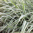 ARBORIX - 6 x Ruban de bergère panaché jaune - Phalaris arundinacea 'Picta'  - godet 9cm x 9cm - vignette