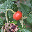ARBORIX - 2 x Rosier rugueux 'Alba' - Rosa rugosa 'Alba'  - 40-60 cm pot - vignette