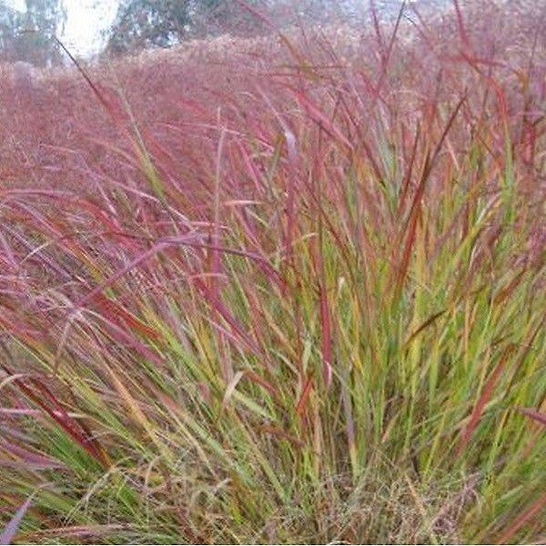 ARBORIX - 6 x Panic effilé 'Squaw' - Panicum Virgatum 'Squaw'  - godet 9cm x 9cm - large