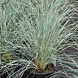 ARBORIX - 6 x Avoine vivace - Helictotrichon Sempervirens  - godet 9cm x 9cm - vignette