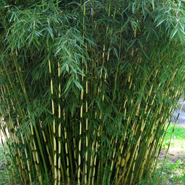 ARBORIX - Bambou robusta - Fargesia robusta  - 60- 80 cm pot - large