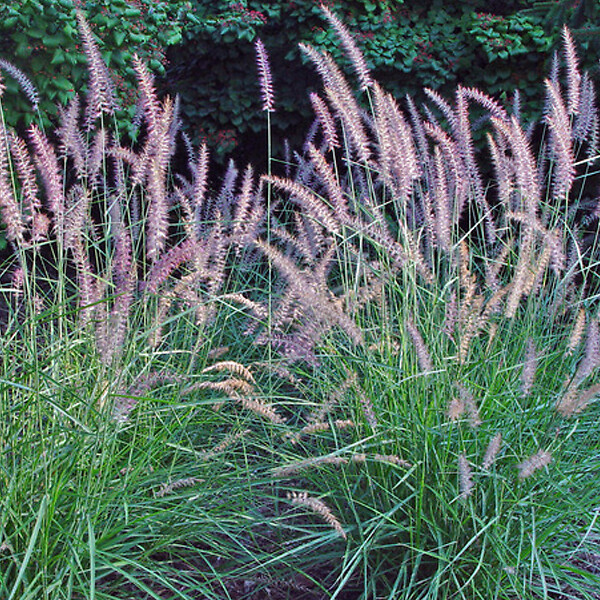 ARBORIX - 6 x Herbe aux écouvillons - Pennisetum orientale 'Karley Rose'  - godet 9cm x 9cm - large