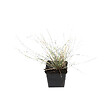 ARBORIX - 6 x Fétuque bleue 'Uchte' - Festuca glauca 'Uchte'  - godet 9cm x 9cm - vignette