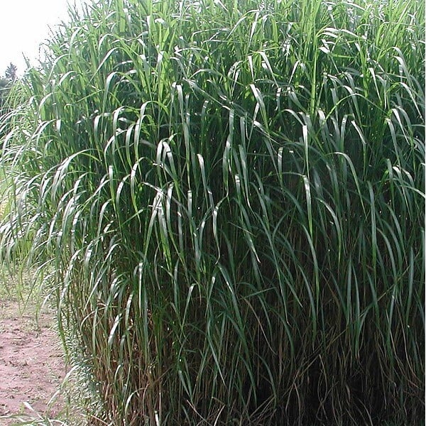 ARBORIX - 6 x Miscanthus géant - Miscanthus floridulus 'Giganteus'  - godet 9cm x 9cm - large