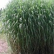 ARBORIX - 6 x Miscanthus géant - Miscanthus floridulus 'Giganteus'  - godet 9cm x 9cm - vignette