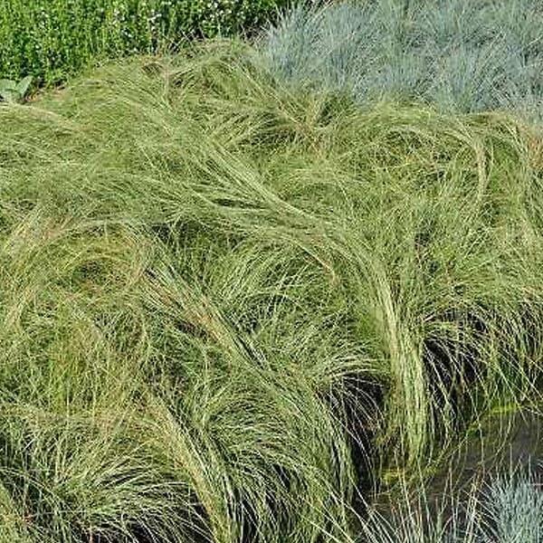 ARBORIX - 6 x Laîche 'Frosted Curls' - Carex Comans 'Frosted Curls'  - godet 9cm x 9cm - large