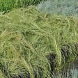 ARBORIX - 6 x Laîche 'Frosted Curls' - Carex Comans 'Frosted Curls'  - godet 9cm x 9cm - vignette