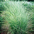 ARBORIX - 6 x Eulalie 'Gracillimus' - Miscanthus Sinensis 'Gracillimus'  - godet 9cm x 9cm - vignette