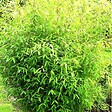 ARBORIX - Bambou parapluie 'Rufa' - Fargesia Murieliae 'Rufa'  - 60- 80 cm pot - vignette