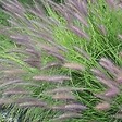 ARBORIX - 6 x Herbe aux écouvillons 'Red Head' - Pennisetum alopecuroides 'Red Head'  - godet 9cm x 9cm - vignette