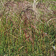 ARBORIX - 6 x Eulalie 'Flamingo' - Miscanthus sinensis 'Flamingo'  - godet 9cm x 9cm - vignette