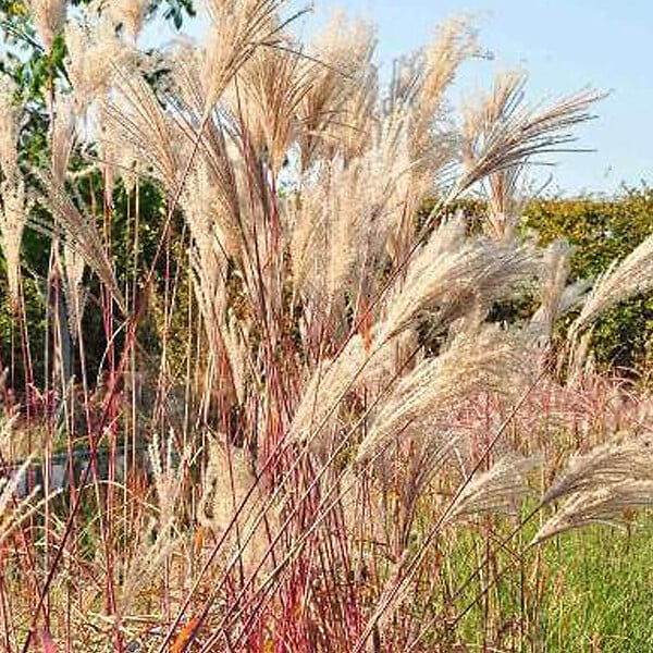 ARBORIX - 6 x Eulalie 'Malepartus' - Miscanthus Sinensis 'Malepartus'  - godet 9cm x 9cm - large
