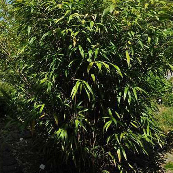 ARBORIX - Bambou moyen - Pseudosasa Japonica  - 60-80 cm pot - large