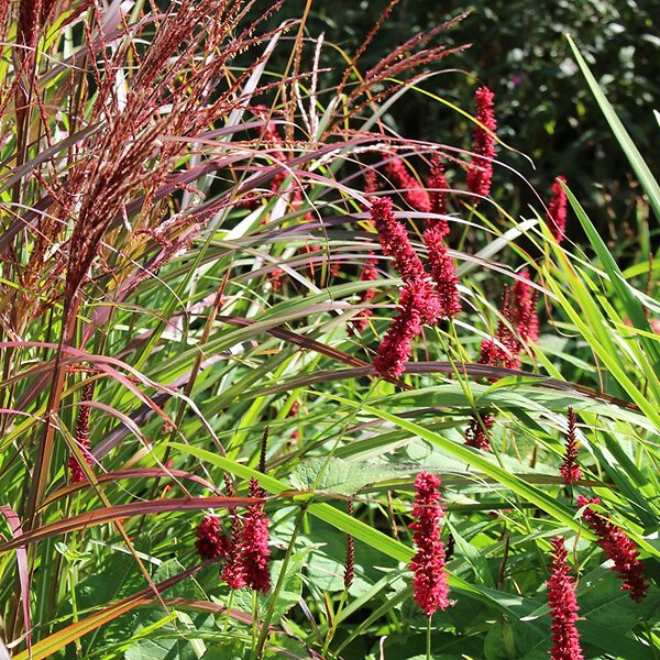 ARBORIX - 6 x Eulalie 'Ferner Osten' - Miscanthus Sinensis 'Ferner Osten'  - godet 9cm x 9cm - large