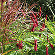 ARBORIX - 6 x Eulalie 'Ferner Osten' - Miscanthus Sinensis 'Ferner Osten'  - godet 9cm x 9cm - vignette