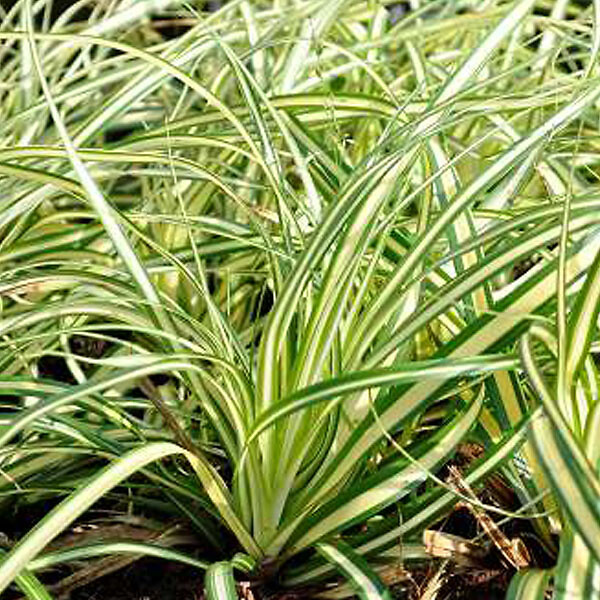 ARBORIX - 6 x Laîche panaché 'Evergold' - Carex Oshimensis 'Evergold'  - godet 9cm x 9cm - large