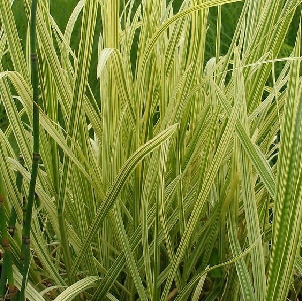 ARBORIX - 6 x Grande glycérie - Glyceria maxima 'Variegata'  - godet 9cm x 9cm - large