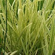 ARBORIX - 6 x Grande glycérie - Glyceria maxima 'Variegata'  - godet 9cm x 9cm - vignette