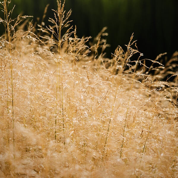 ARBORIX - 6 x Canche cespiteuse 'Goldtau' - Deschampsia cespitosa 'Goldtau'  - godet 9cm x 9cm - large