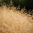 ARBORIX - 6 x Canche cespiteuse 'Goldtau' - Deschampsia cespitosa 'Goldtau'  - godet 9cm x 9cm - vignette