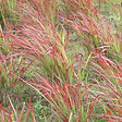 ARBORIX - 6 x Herbe sanglante Japonaise 'Red Baron' - Imperata cylindrica 'Red Baron'  - godet 9cm x 9cm - vignette
