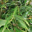 ARBORIX - Fargesia robusta 'Formidable' - 60-80 cm pot - vignette