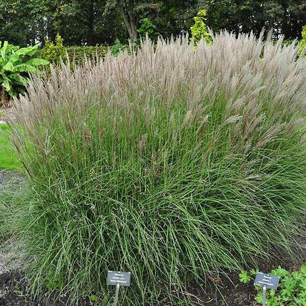 ARBORIX - 6 x Eulalie 'Kleine Silberspinne' - Miscanthus Sinensis 'Kleine Silberspinne'  - godet 9cm x 9cm - large
