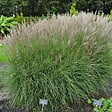 ARBORIX - 6 x Eulalie 'Kleine Silberspinne' - Miscanthus Sinensis 'Kleine Silberspinne'  - godet 9cm x 9cm - vignette