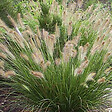 ARBORIX - 6 x Herbe aux écouvillons 'Hameln' - Pennisetum Alopecuroides 'Hameln'  - godet 9cm x 9cm - vignette
