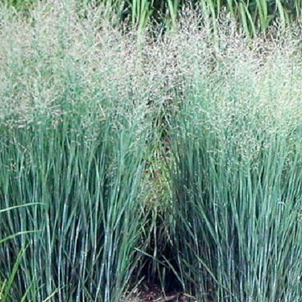 ARBORIX - 6 x Panic effilé 'Heavy métal' - Panicum Virgatum 'Heavy Metal'  - godet 9cm x 9cm - large