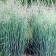 ARBORIX - 6 x Panic effilé 'Heavy métal' - Panicum Virgatum 'Heavy Metal'  - godet 9cm x 9cm - vignette