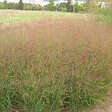 ARBORIX - 6 x Panic effilé 'Rotstrahlbusch' - Panicum virgatum 'Rotstrahlbusch'  - godet 9cm x 9cm - vignette