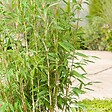 ARBORIX - Bambou parapluie 'Jumbo' - Fargesia Murieliae 'Jumbo'  - 60- 80 cm pot - vignette