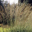 ARBORIX - 6 x Molinie 'Windspiel' - Molinia arundinacea 'Windspiel'  - godet 9cm x 9cm - vignette