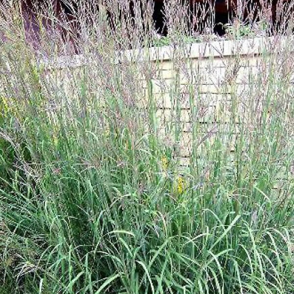 ARBORIX - 6 x Baron - Andropogon gerardii  - godet 9cm x 9cm - large