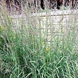 ARBORIX - 6 x Baron - Andropogon gerardii  - godet 9cm x 9cm - vignette