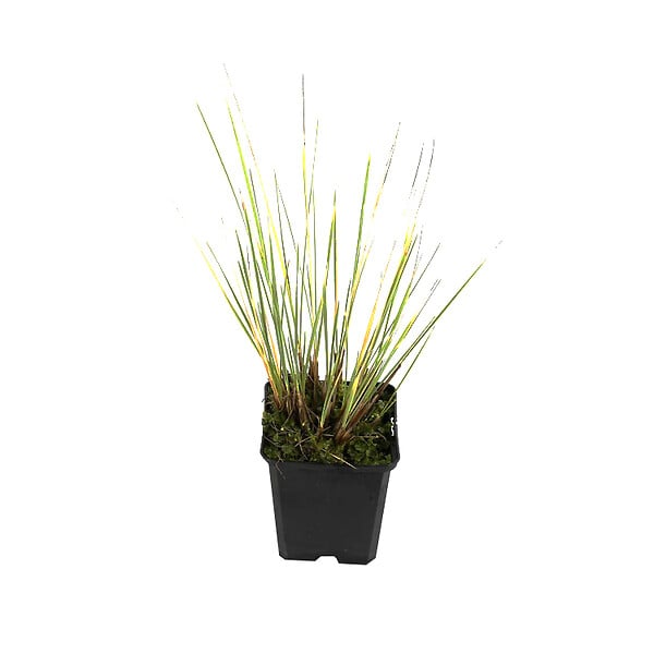ARBORIX - 6 x Avoine bleue 'Saphirsprudel' - Helictotrichon Sempervirens 'Saphirsprudel'  - godet 9cm x 9cm - large
