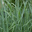 ARBORIX - 6 x Panic effilé 'Prairie sky' - Panicum virgatum 'Prairie Sky'  - godet 9cm x 9cm - vignette