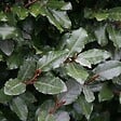 ARBORIX - 2 x Chalef de Ebbing - Elaeagnus Ebbingei  - 60-80 cm pot - vignette