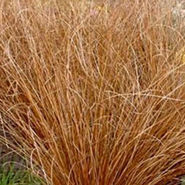 ARBORIX - 6 x Laîche de buchanan - Carex Buchananii  - godet 9cm x 9cm - large