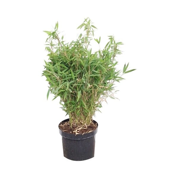 ARBORIX - Bambou parapluie 'Bimbo' - Fargesia murieliae 'Bimbo'  - 50- 60 cm pot - large