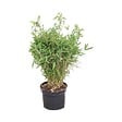 ARBORIX - Bambou parapluie 'Bimbo' - Fargesia murieliae 'Bimbo'  - 50- 60 cm pot - vignette