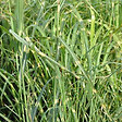 ARBORIX - 6 x Roseau de Chine 'Zebrinus' - Miscanthus Sinensis 'Zebrinus'  - godet 9cm x 9cm - vignette