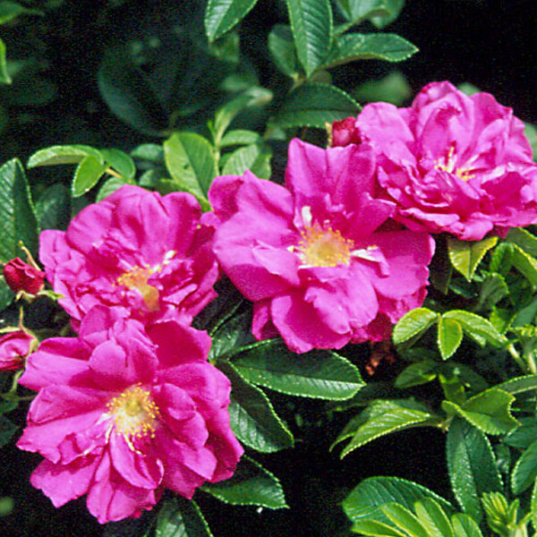 ARBORIX - 2 x Rosier rugueux 'Rubra' - Rosa rugosa 'Rubra'  - 40-60 cm pot - large